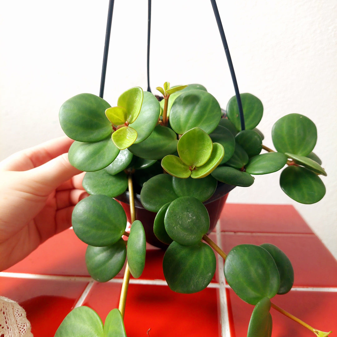 Peperomia Hope