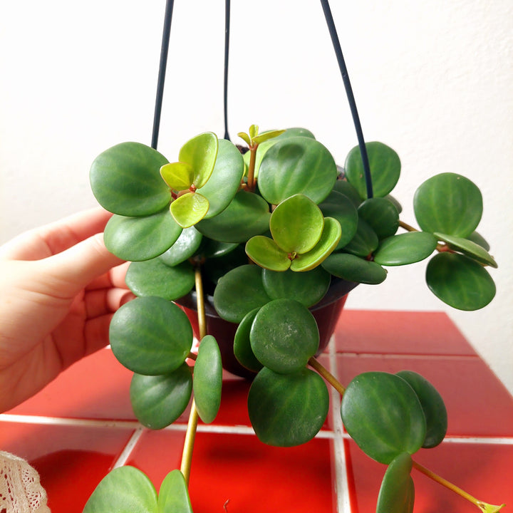 Peperomia Hope