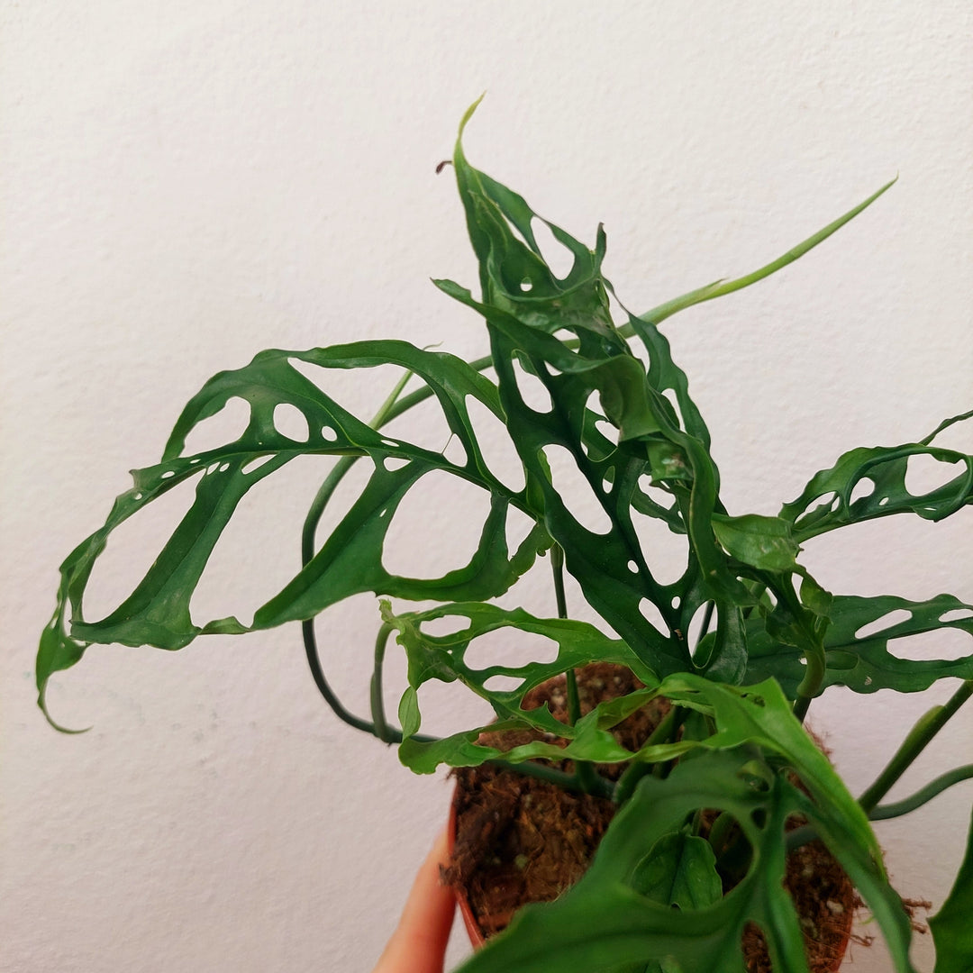 Monstera obliqua 'Peru'