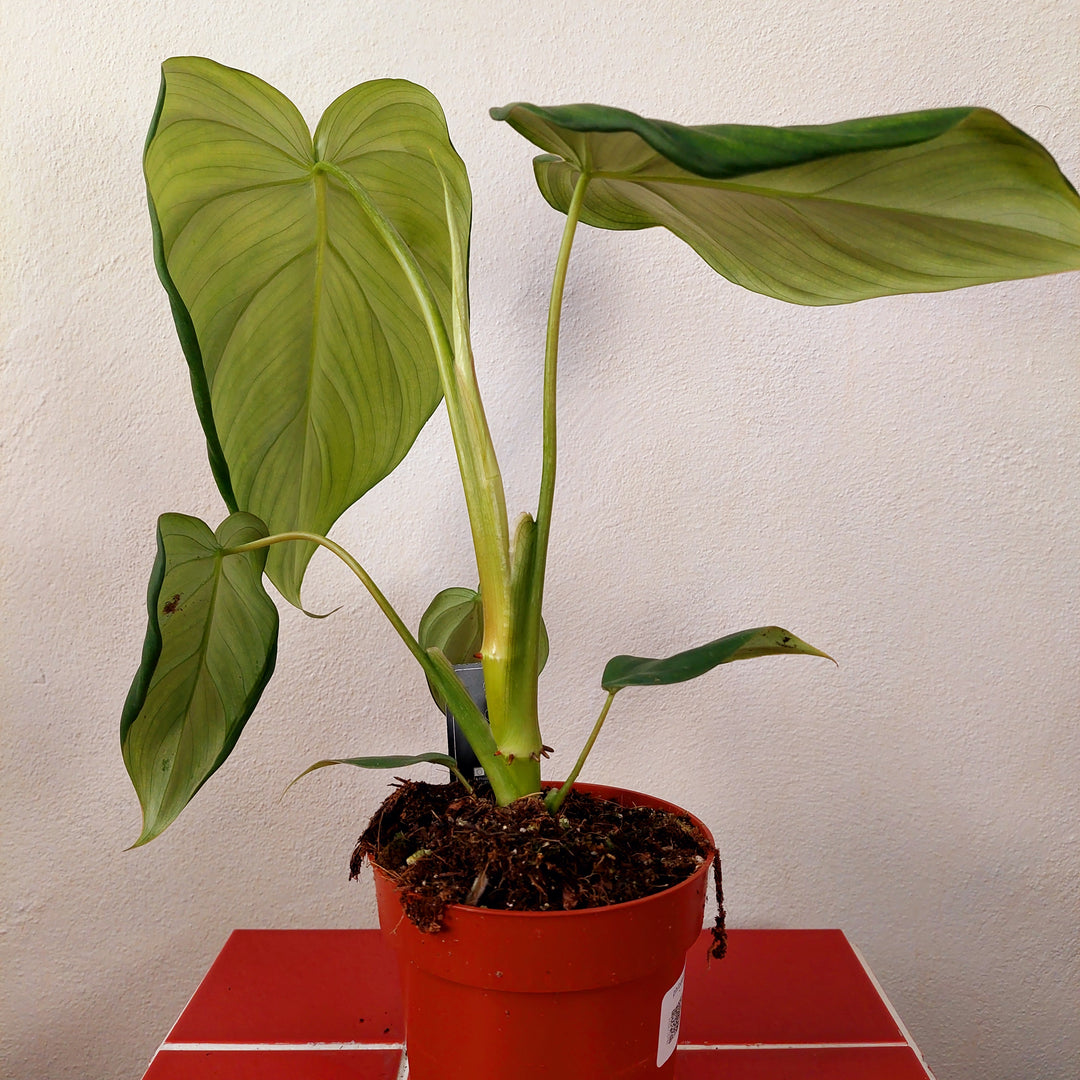 Philodendron Pastazanum