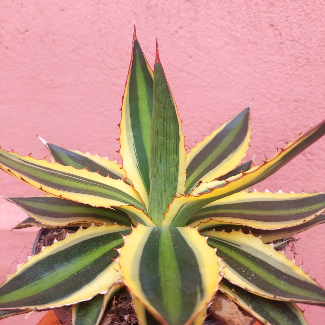 Agave Lophanta `quadricolour`