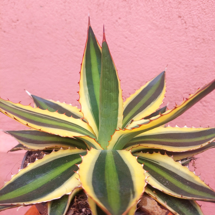 Agave Lophanta `quadricolour`