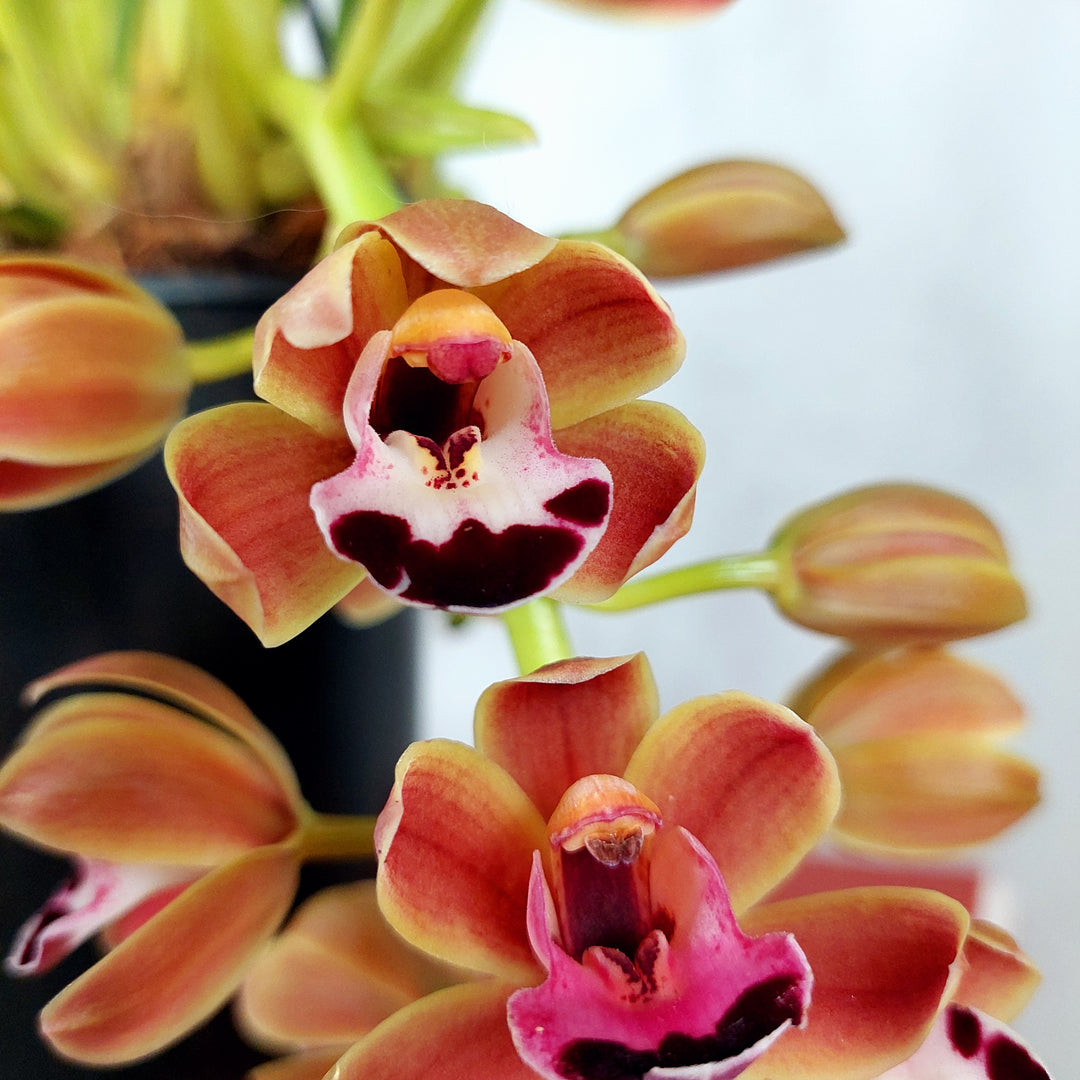 Cymbidium ‘Novia’ - boat orchid