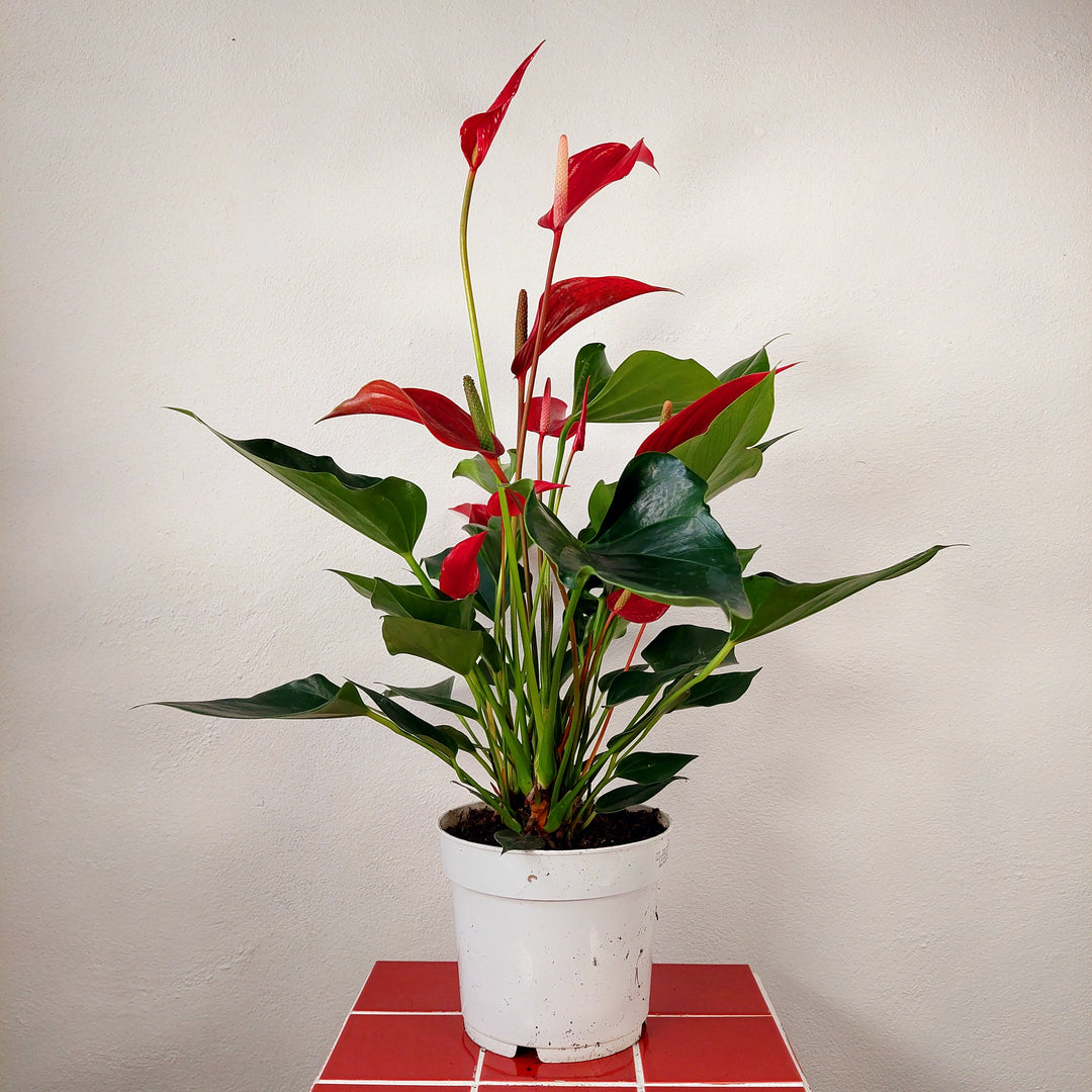 anthurium rupicola Anthurium 'Banderola Roja' – Red Flamingo Flower | Tropical Indoor Plant