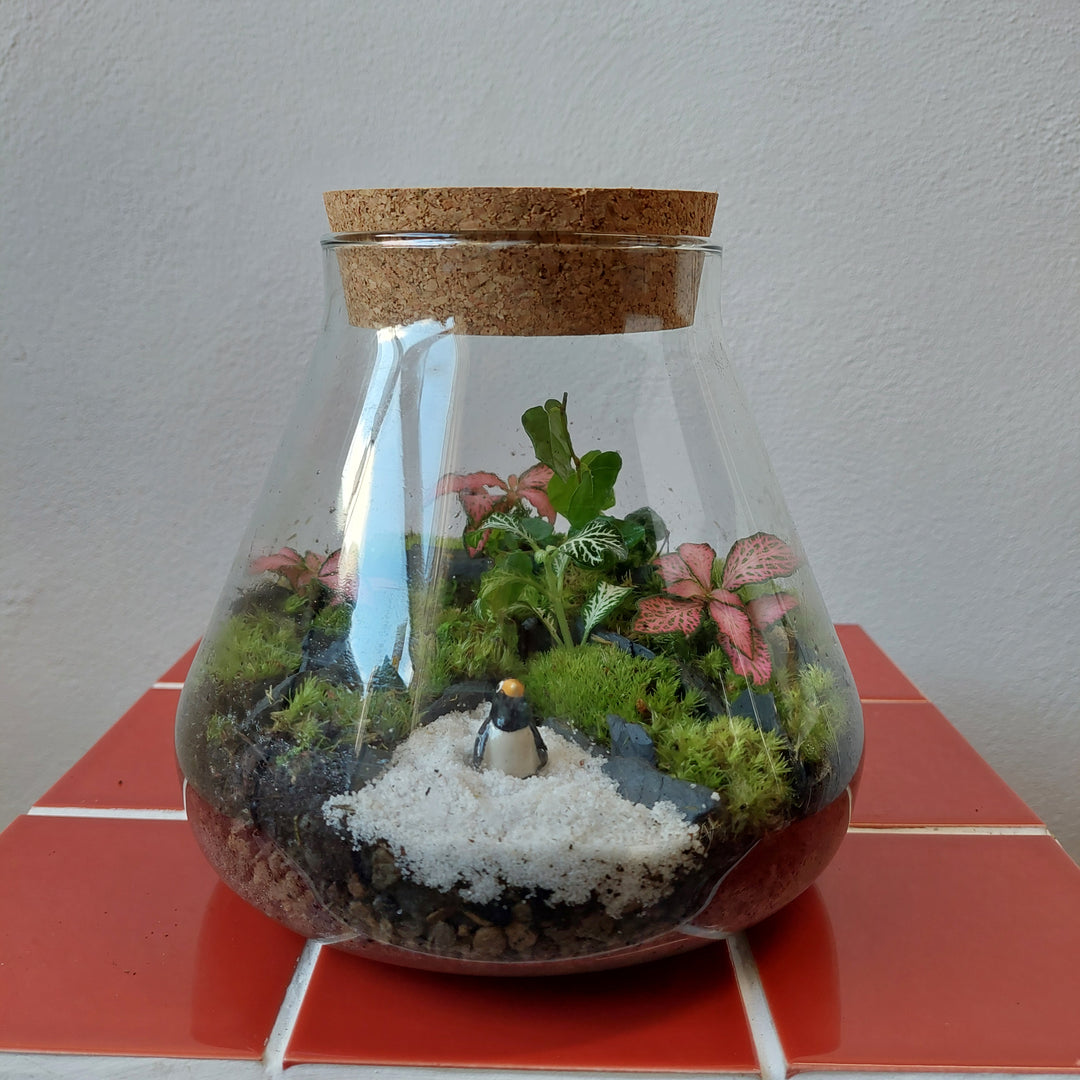 Plant.Studio 'Macbeth' Terrarium