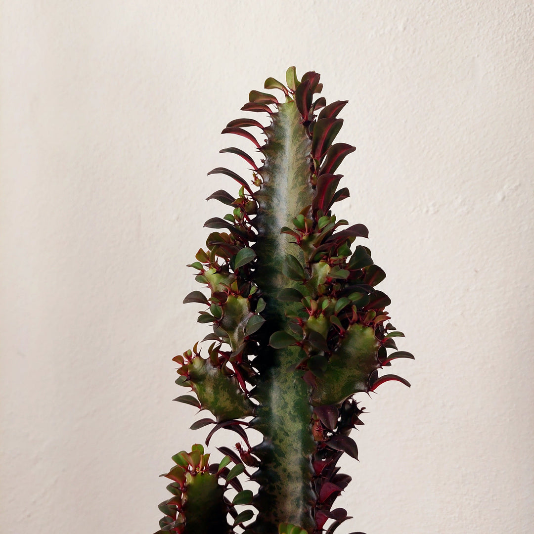 Euphorbia Trigona  Rubra