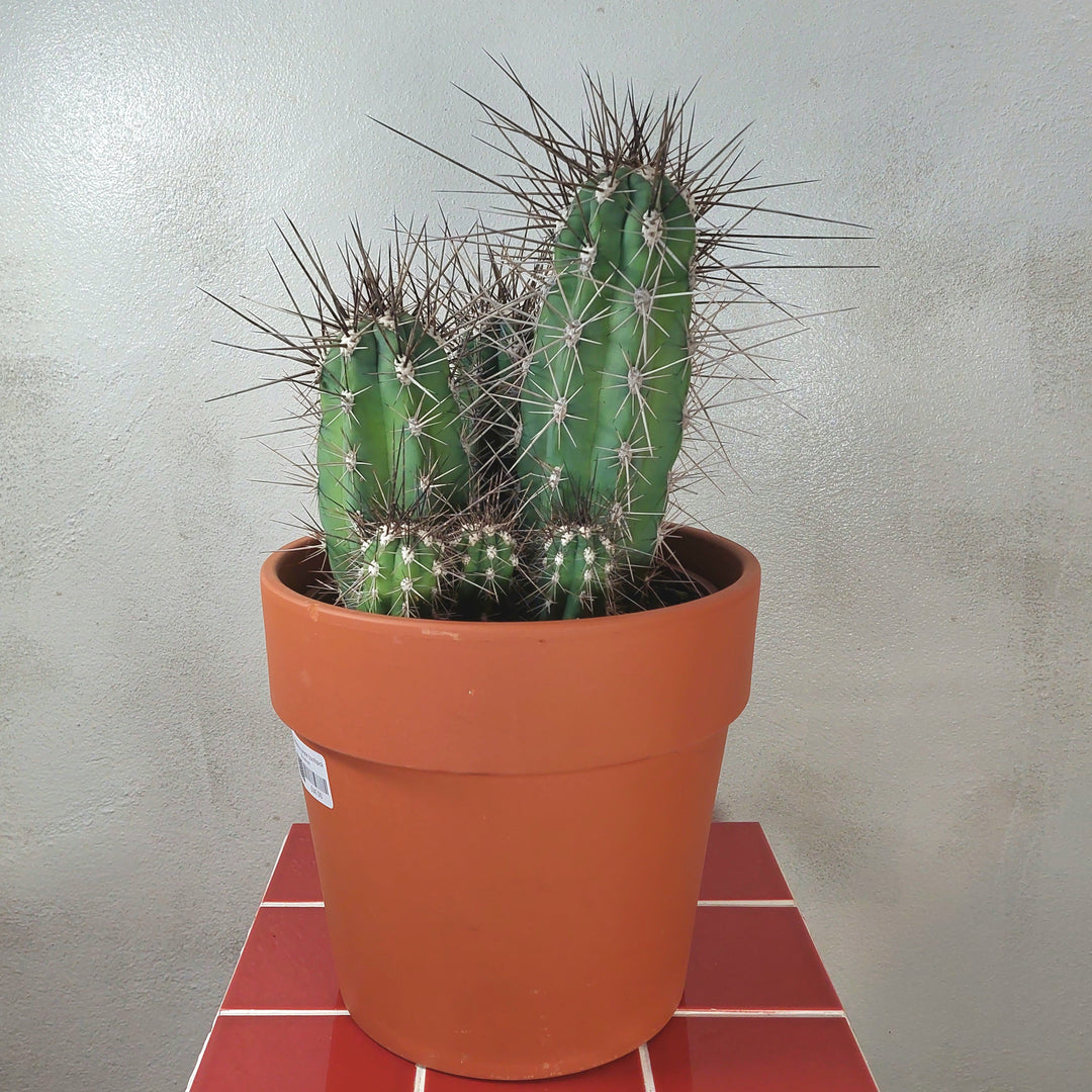 Stetsonia coryne (Toothpick Cactus) in Terracotta