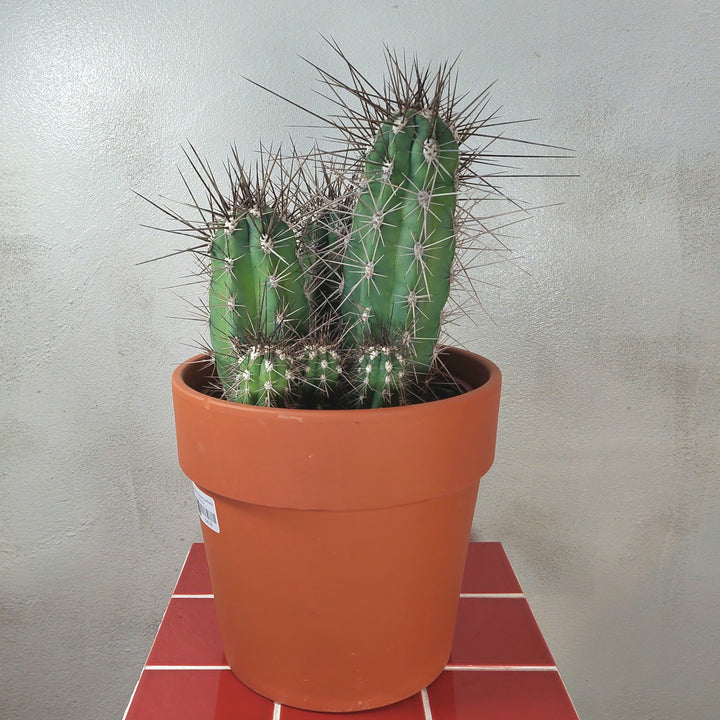 Stetsonia coryne (Toothpick Cactus) in Terracotta