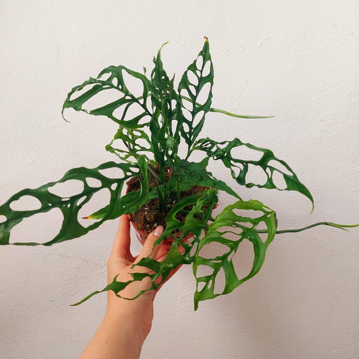 Monstera obliqua 'Peru'