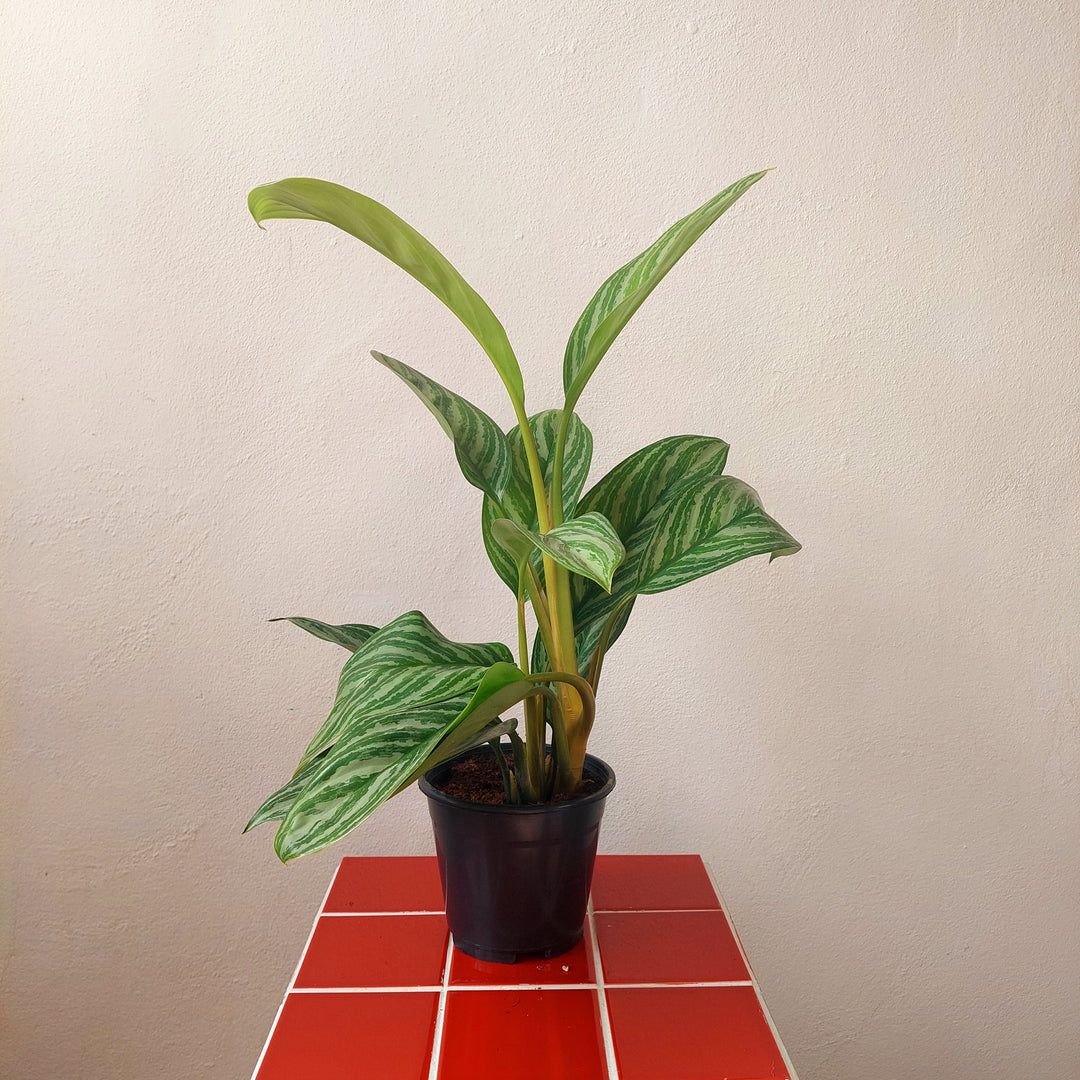 Aglaonema ‘Stripes’ - Chinese Evergreen