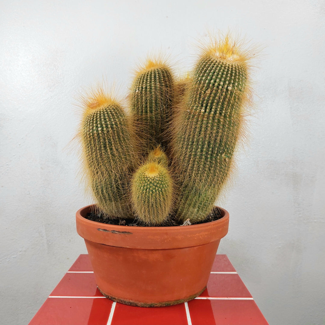 Parodia (Eriocactus) leninghausii – Golden Ball Cactus