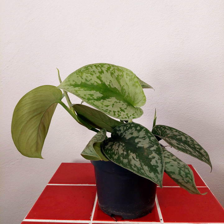 Scindapsus Pictus Trebie - Satin Pothos