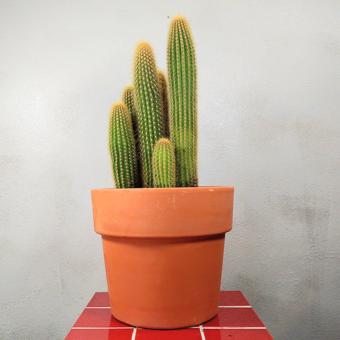 Espostoa (Vatricania) Guentheri in Terracotta