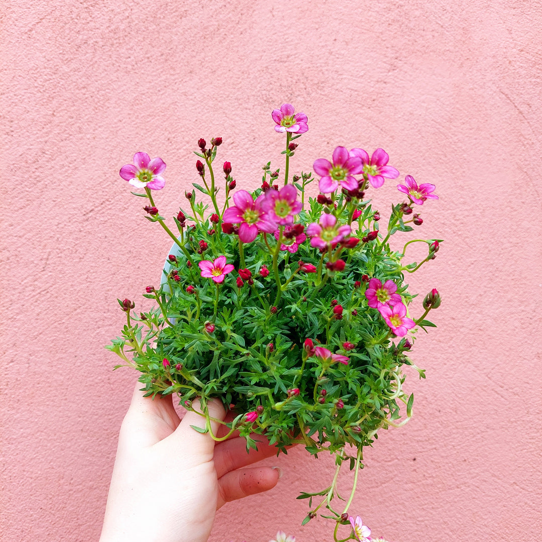 Saxifraga Lucky Dip - UK Grown