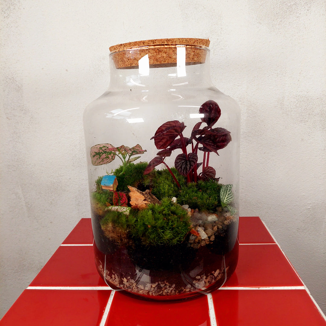 Plant.Studio 'Mulberry' Terrarium