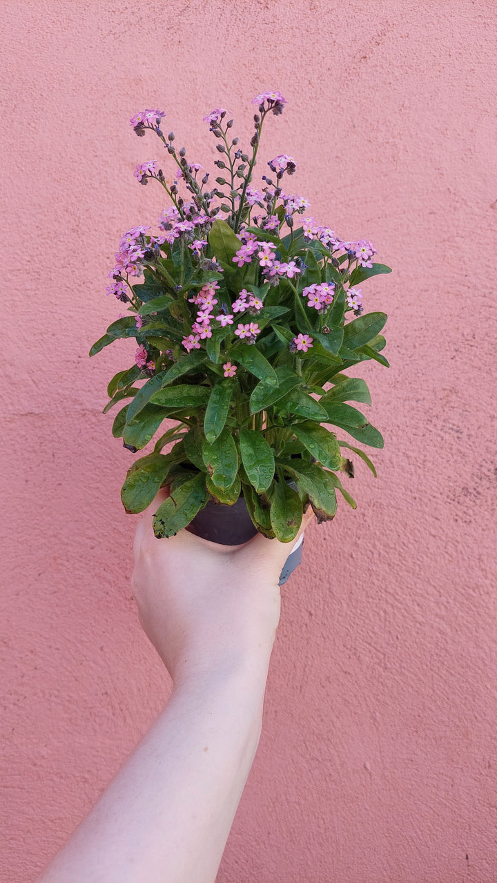 forget me not 'Mon Amie Pink'-Myosotis sylvatica