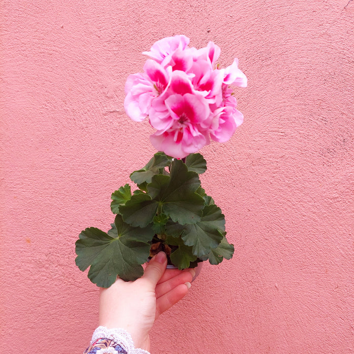 Pelargonium zonale lucky dip – Zonal Geranium