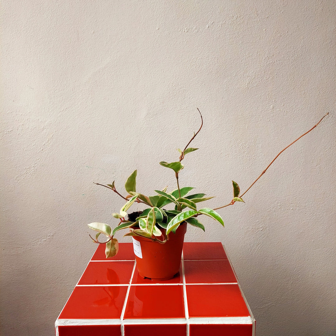 Hoya carnosa ‘Krimson Queen’ - (Crimson Queen Wax Plant)
