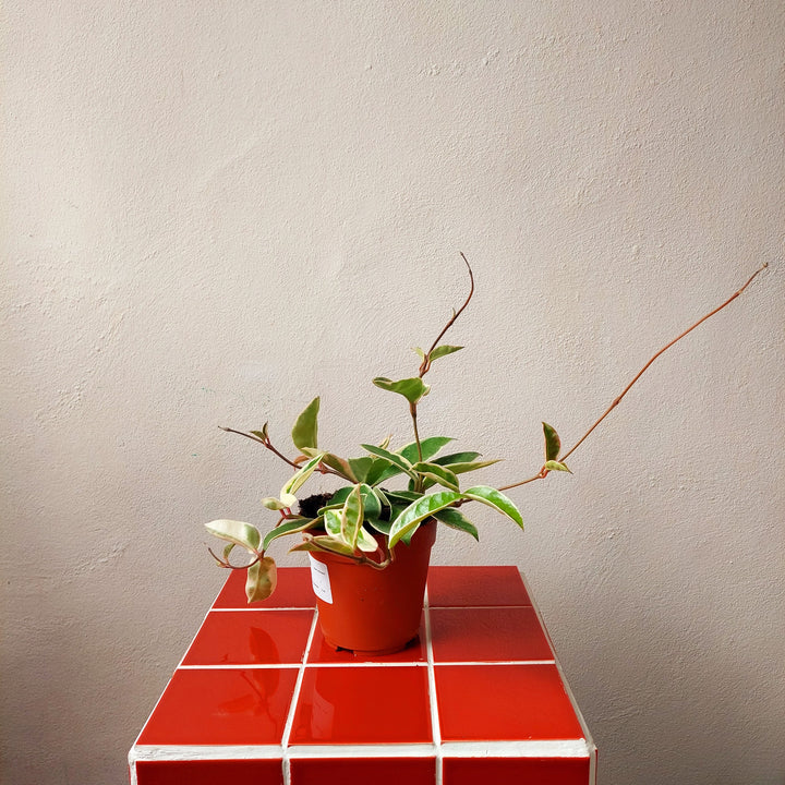Hoya carnosa ‘Krimson Queen’ - (Crimson Queen Wax Plant)