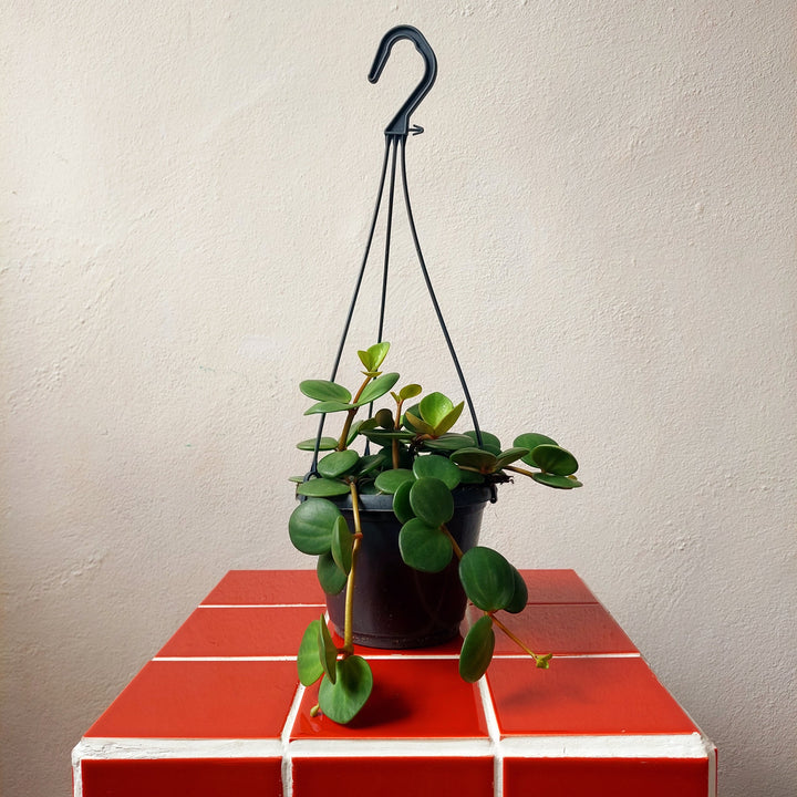 Peperomia Hope