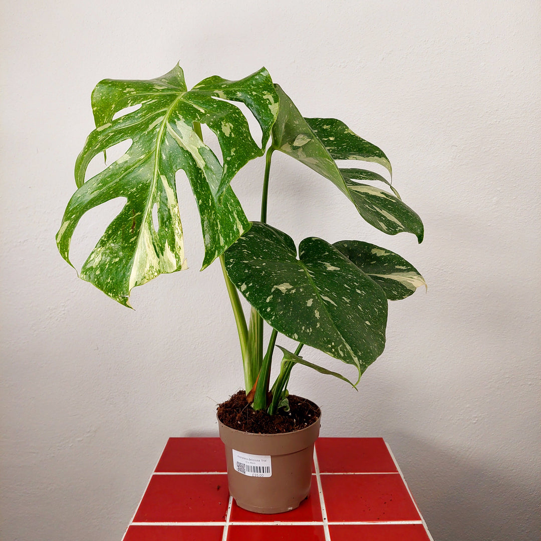 Monstera deliciosa ‘Thai Constellation’