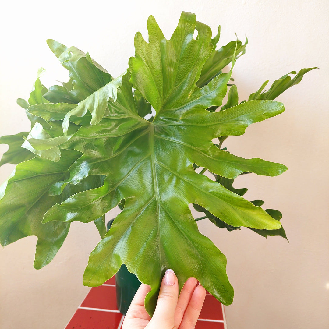 Philodendron ‘Little Hope’ – Tree Philodendron