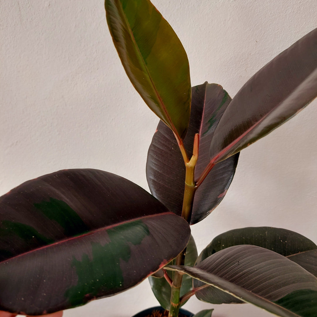 Ficus Pink Camouflage