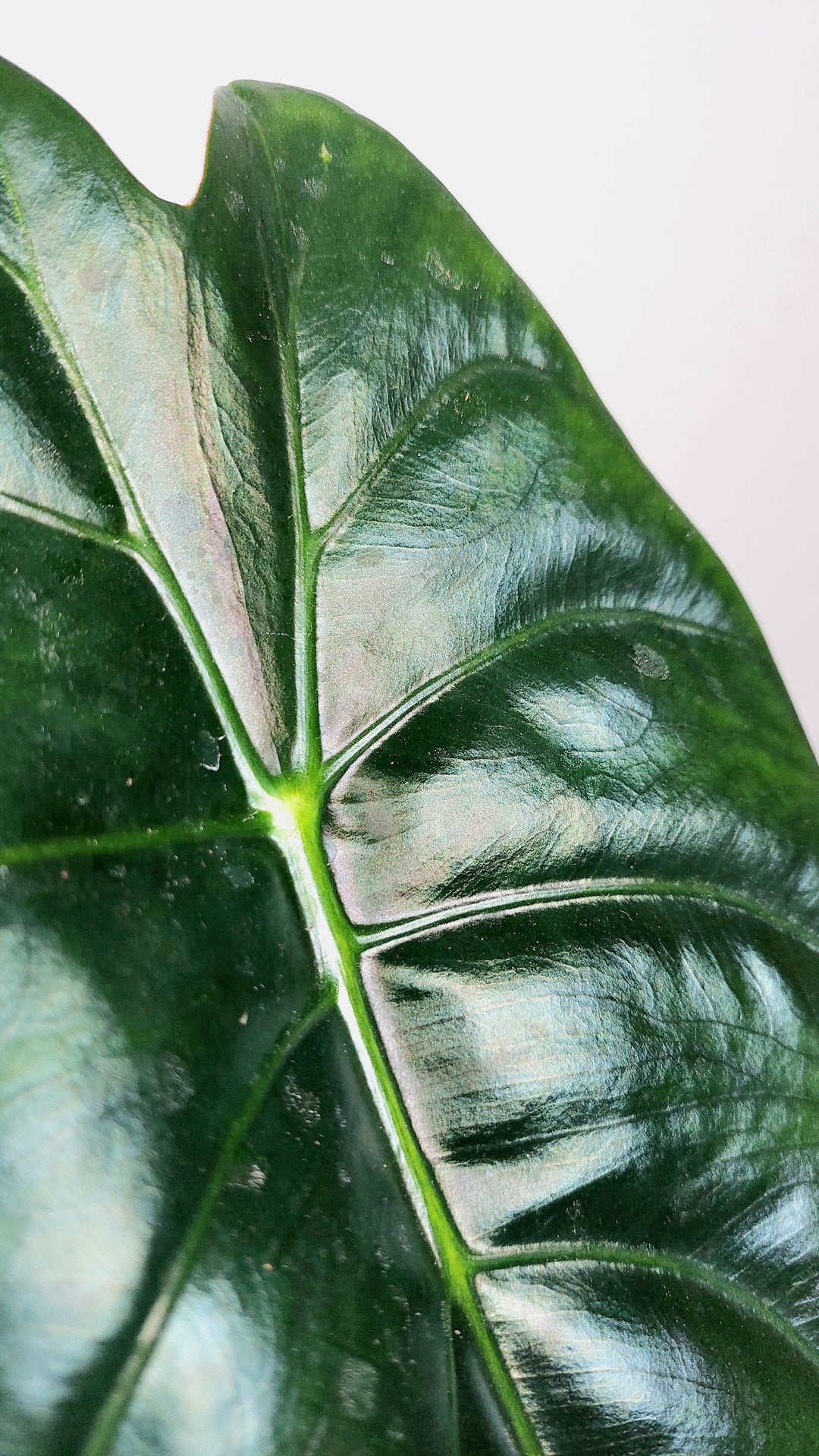 Alocasia golden bone