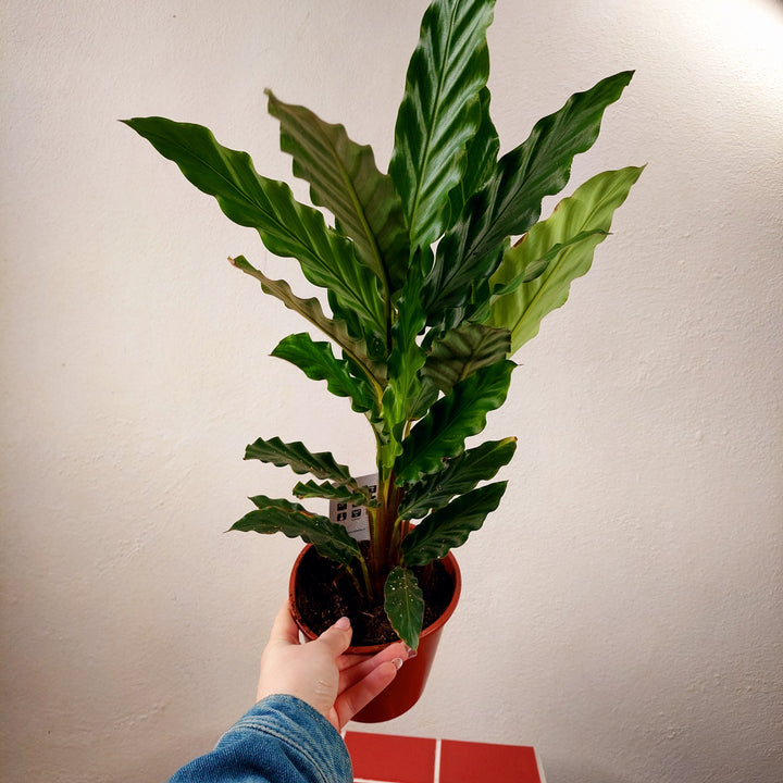 Calathea rufibarba - Furry Feather Calathea