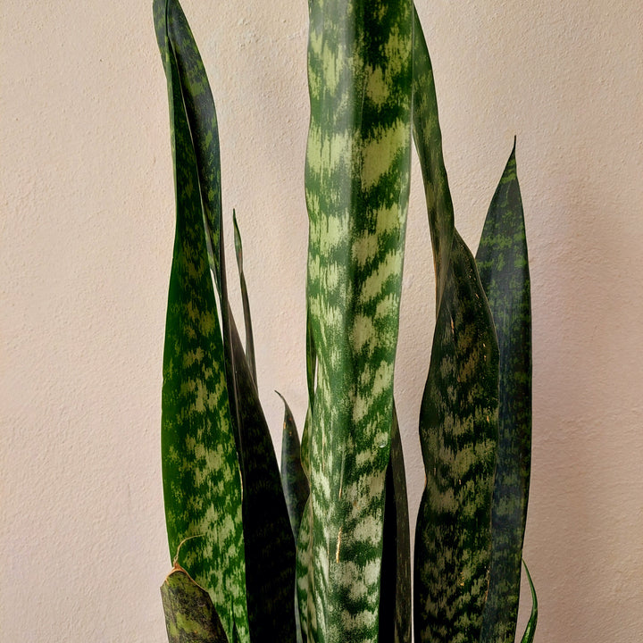 Sansevieria zeylanica -Snake Plant