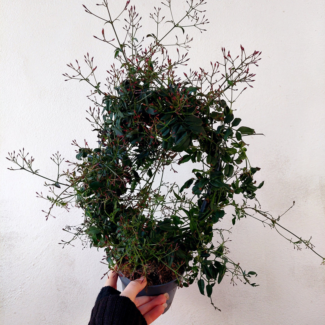 Jasmine - Jasminum polyanthum Winter Jasmine