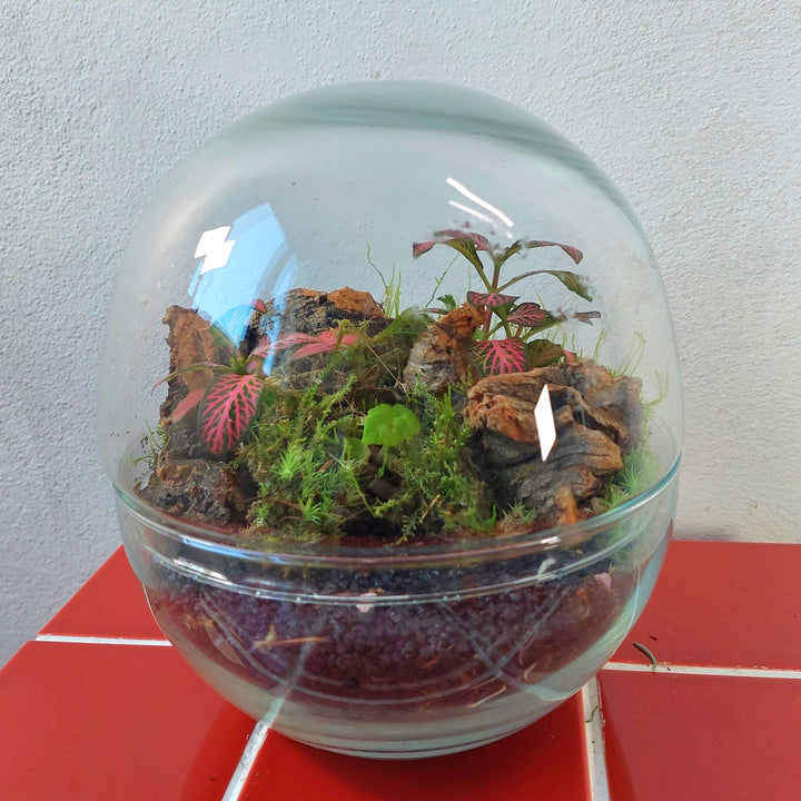 Plant.Studio Terrarium 'Bio-dome'