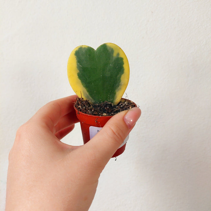 Hoya kerrii Variegata – Variegated Sweetheart Plant