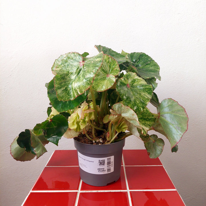 Begonia 'Rouge Variegated'