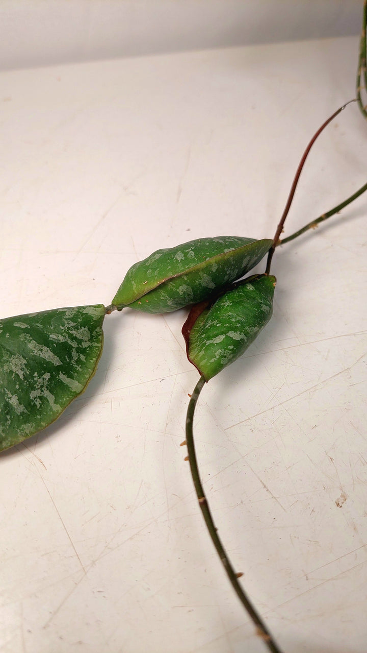 Hoya Imbricata
