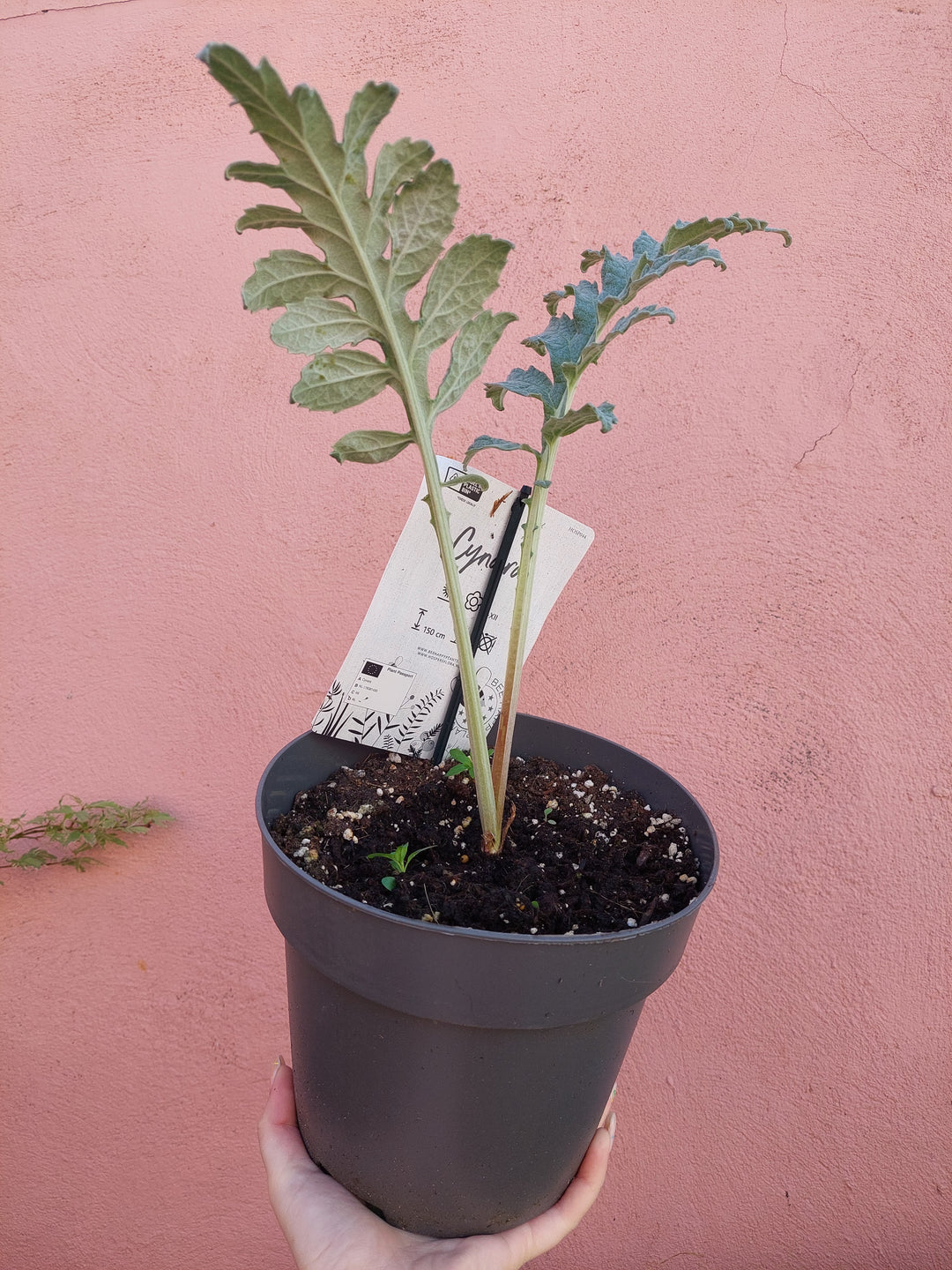 Cynara Cardunculus - cardoon- artichoke thistle
