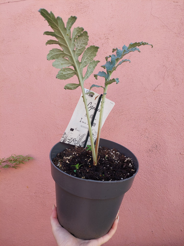 Cynara Cardunculus - cardoon- artichoke thistle