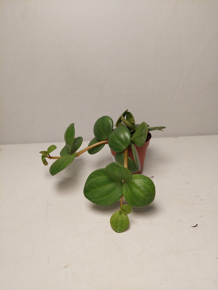 Peperomia Hope