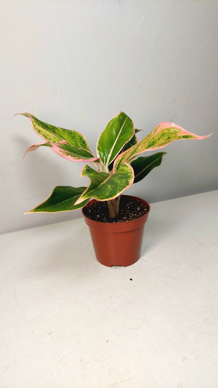 Aglaonema Specail