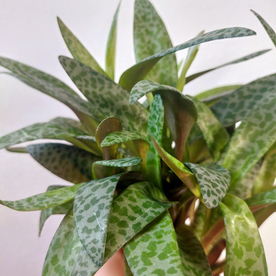 Ledebouria socialis - Silver Squill