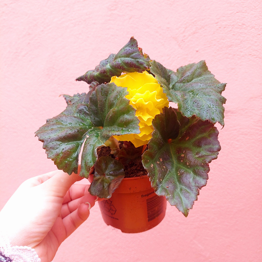 Begonia tuberhybrida – Tuberous Begonia (Outdoor Summer Flowering Plant)
