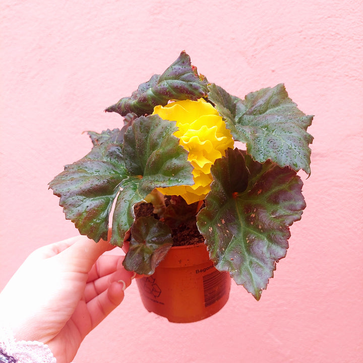 Begonia tuberhybrida – Tuberous Begonia (Outdoor Summer Flowering Plant)