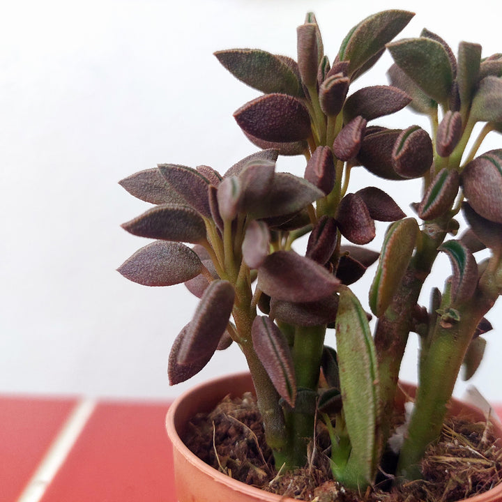 Peperomia Asperula