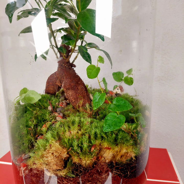 Plant.Studio 'Borrowers' Terrarium