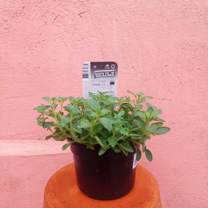 Origanum vulgare - oregano