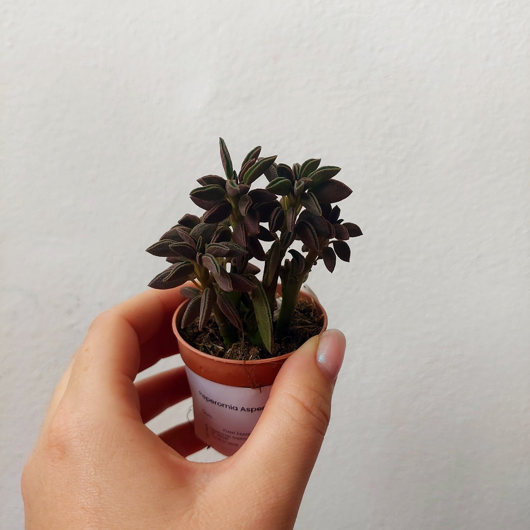 Peperomia Asperula