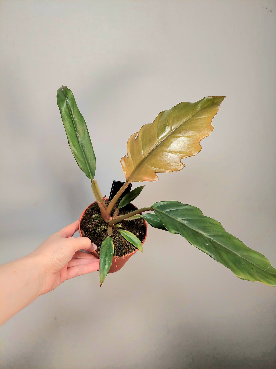 Philodendron ‘Chocolate Empress’