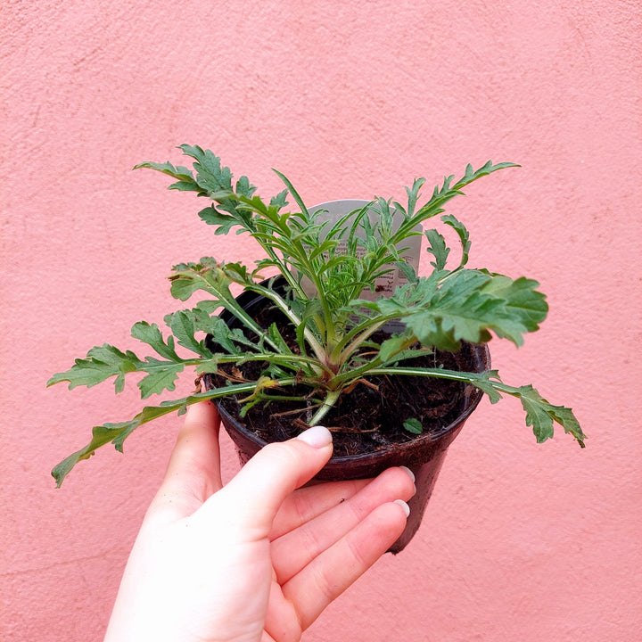 Herbaceous Perennial Lucky Dip