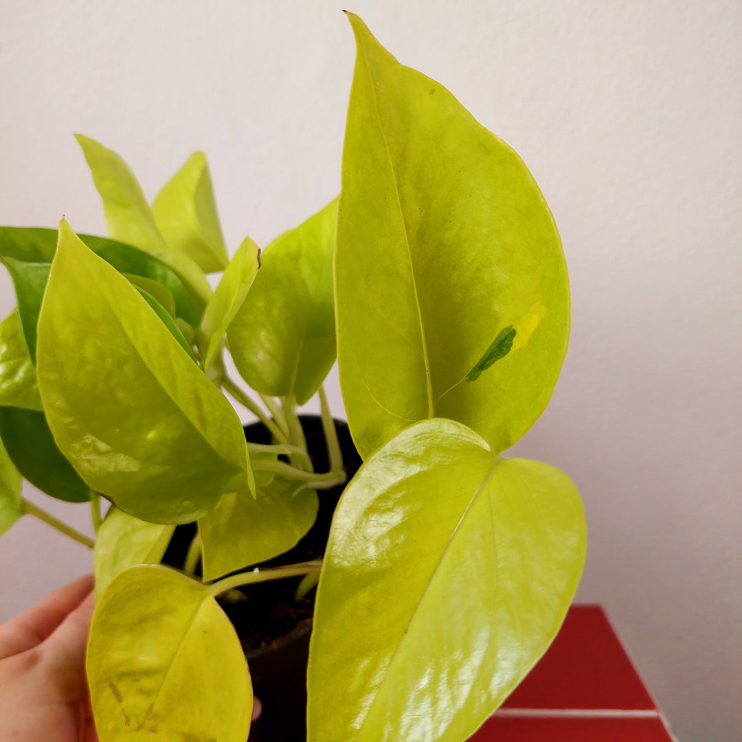 Epipremnum aureum Neon - Neon Pothos