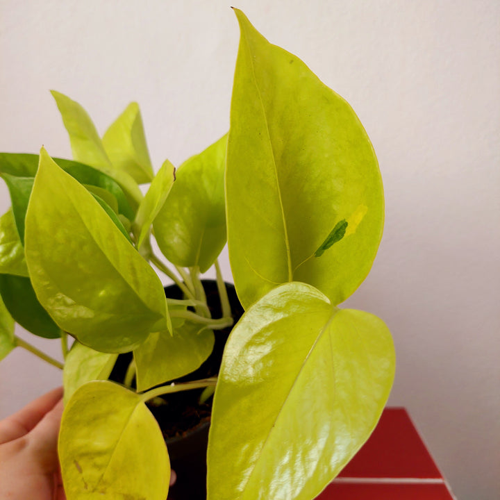 Epipremnum aureum Neon - Neon Pothos
